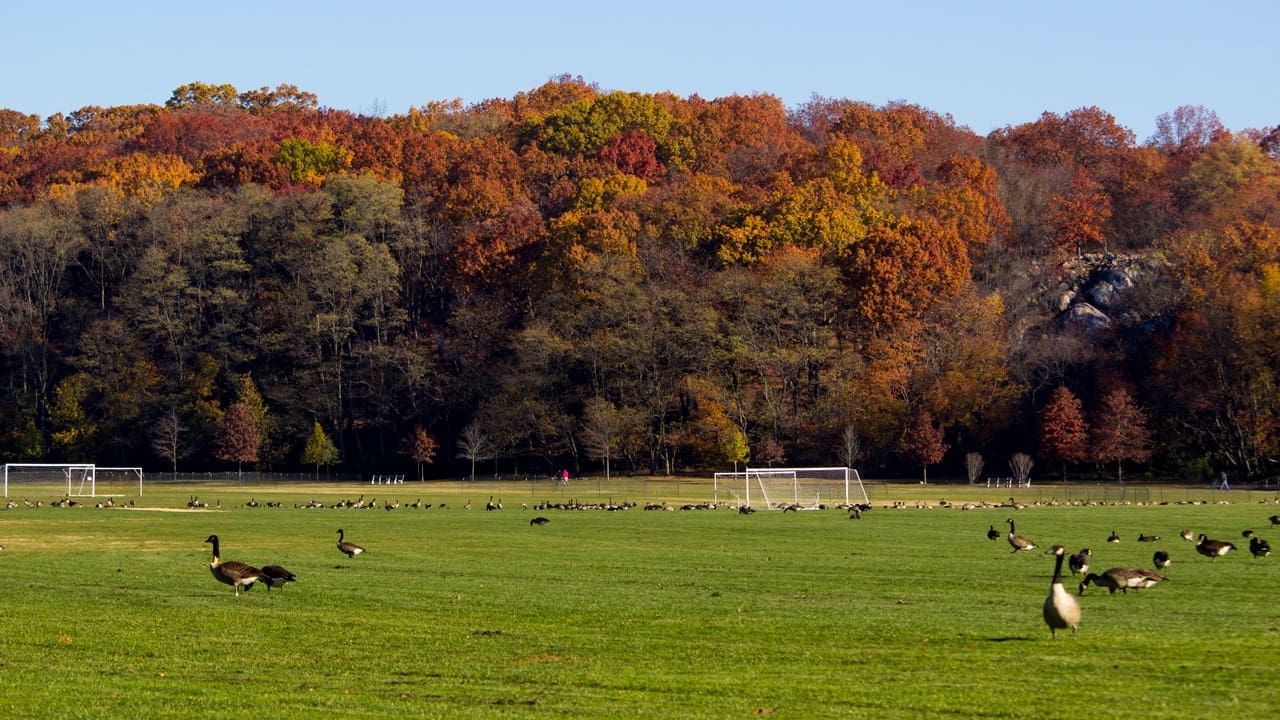 Geese, grass, and trees.