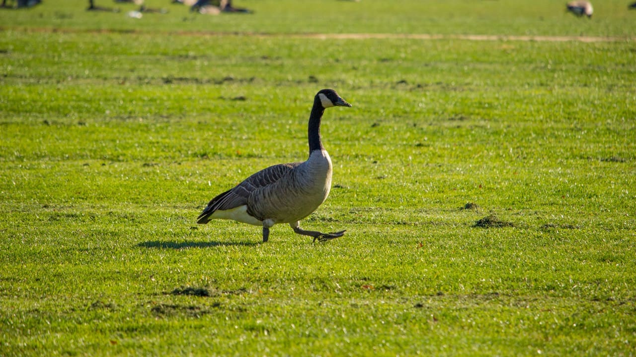 A goose prancing about.