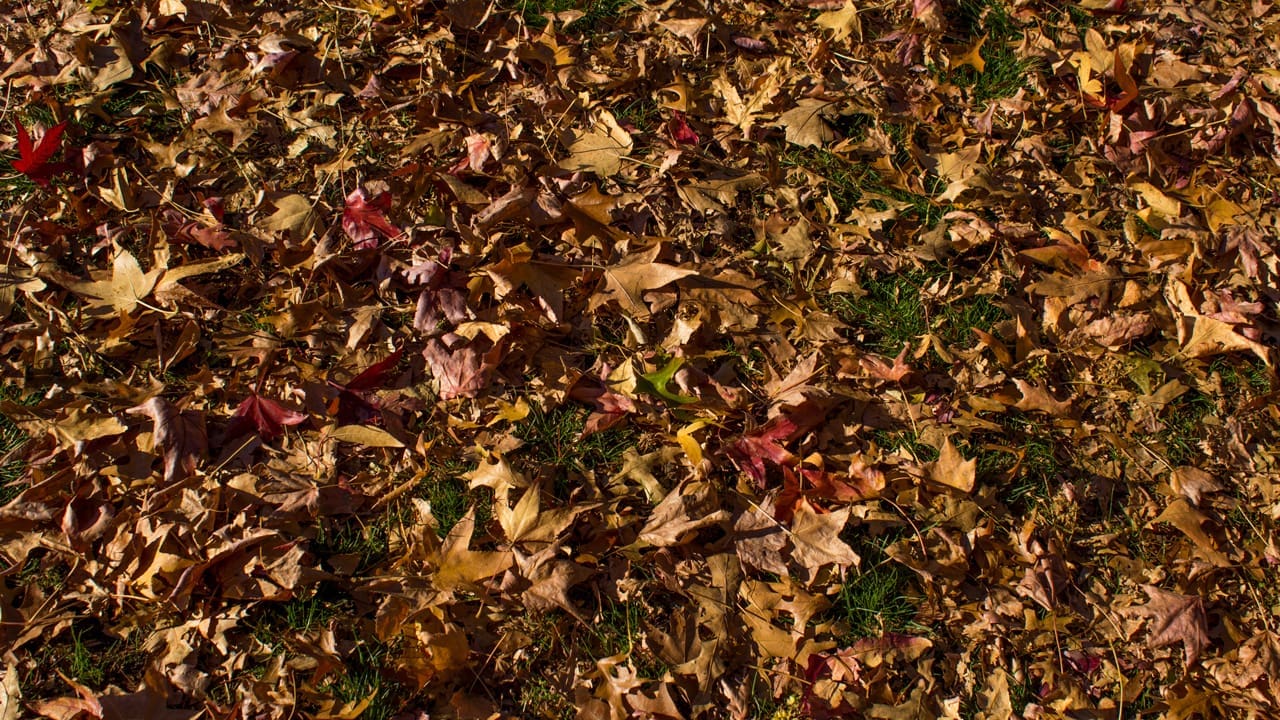 Fallen leaves.