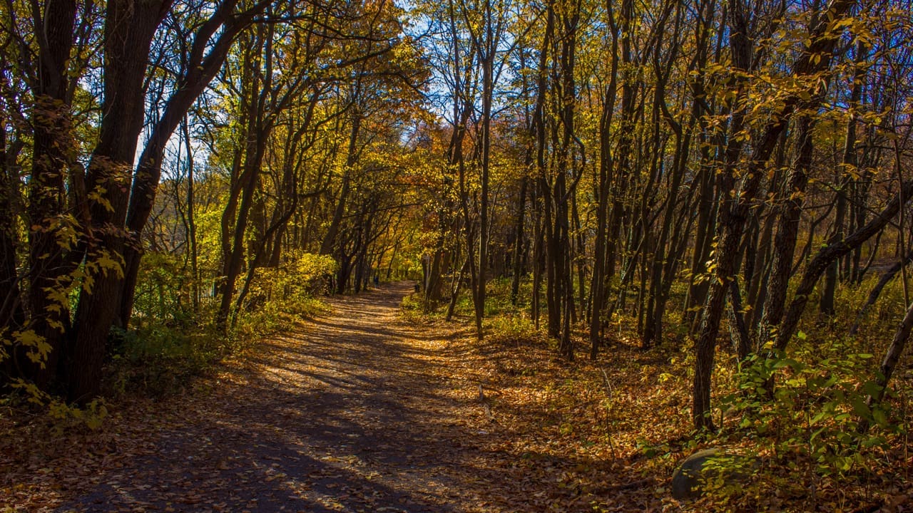 A trail with trees and fallen leaves.
